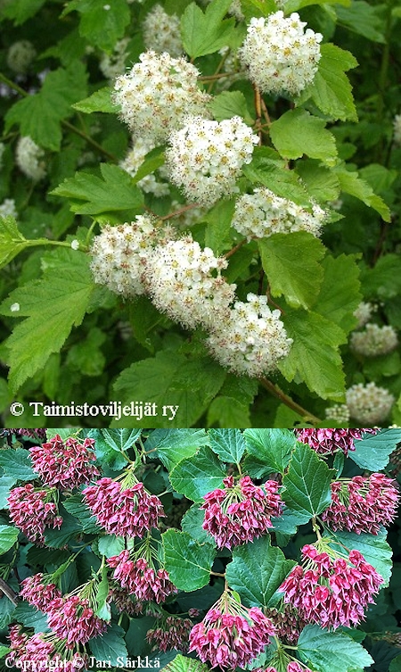 Physocarpus opulifolius, lnnenheisiangervo